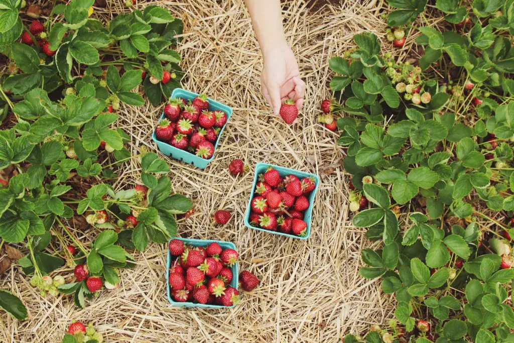 Strawberry picking in Summer of Germany